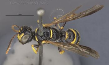 Media type: image;   Entomology 13783 Aspect: habitus dorsal view